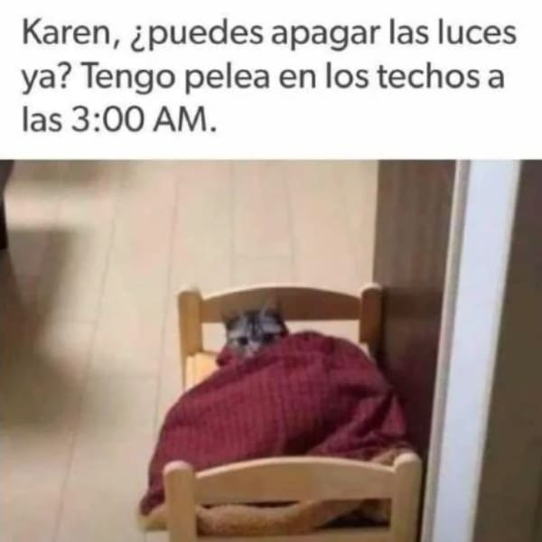 Karen historia dueña gatos memes