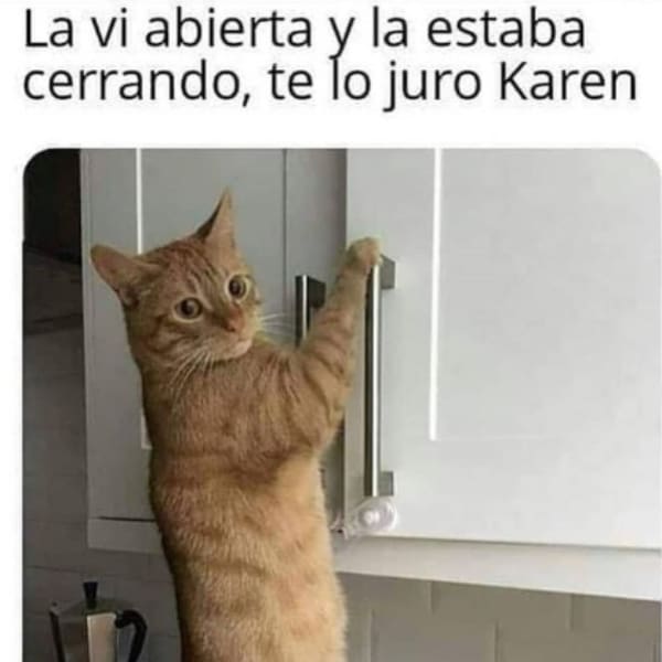 Karen historia dueña gatos memes