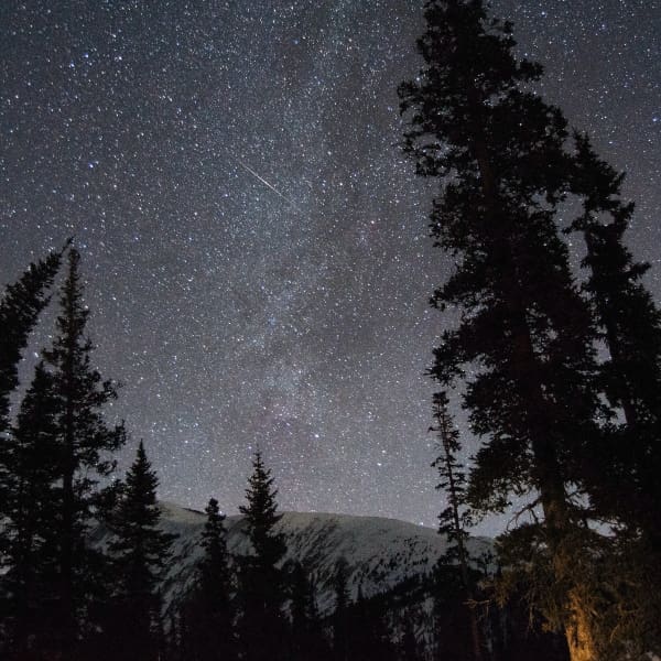 Paisaje de noche con árboles y lluvia de estrellas 