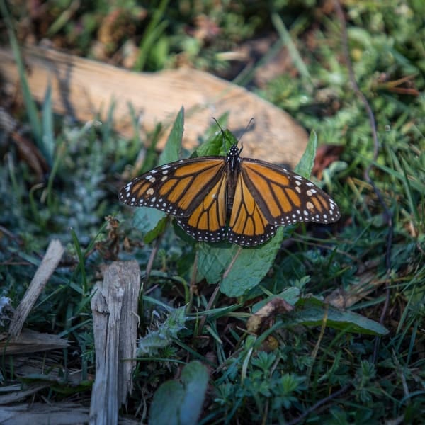 Mariposa Monarca documental