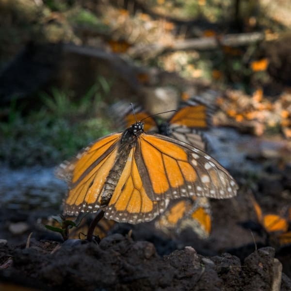 Mariposas monarcas en el bosque 
