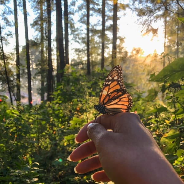 Mariposa monarca en mano, en el bosque atardecer 