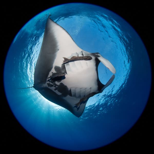 Proyecto Manta Gigante