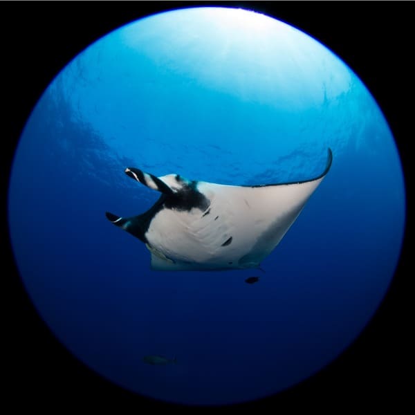 Proyecto Manta Gigante