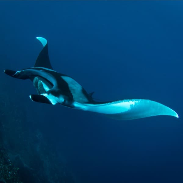 Proyecto Manta Gigante