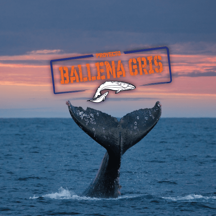 ballena gris