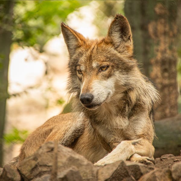 proyecto ‘Lobo Mexicano’