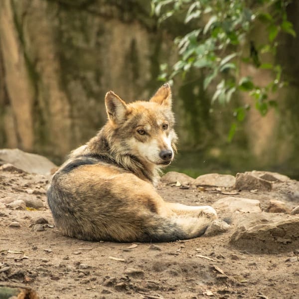 proyecto ‘Lobo Mexicano’