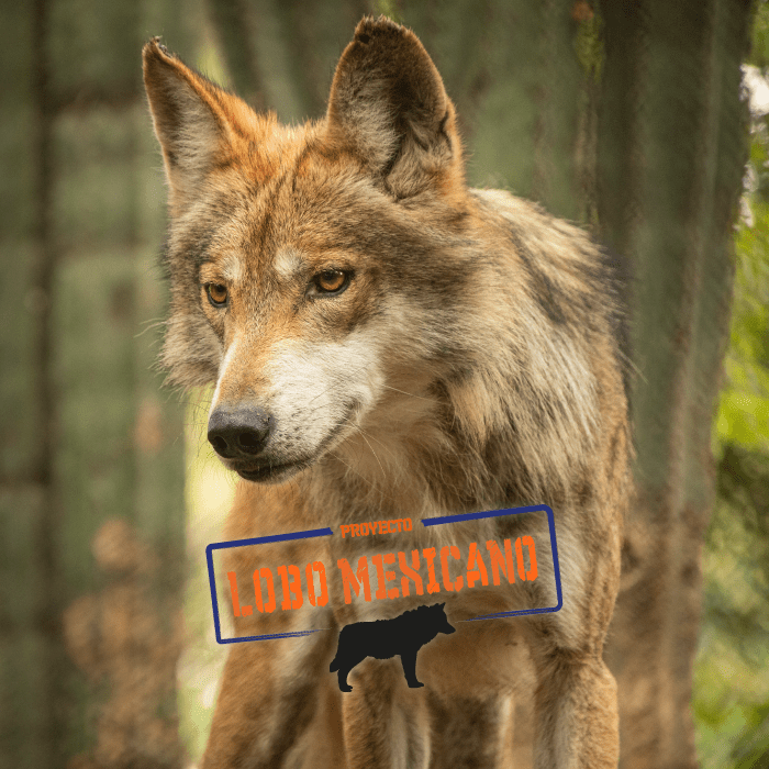 proyecto ‘Lobo Mexicano’