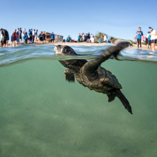 proyecto tortuga golfina