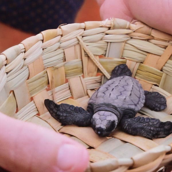 proyecto tortuga golfina