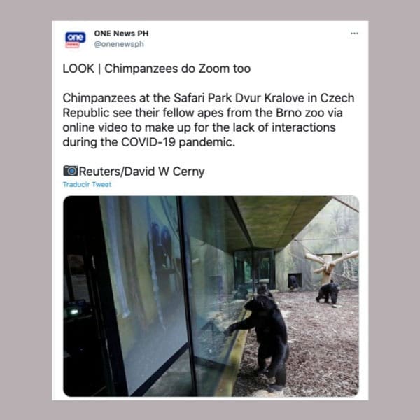 chimpancés que hacen zoom para comunicarse entre ellos y hacerse compañía