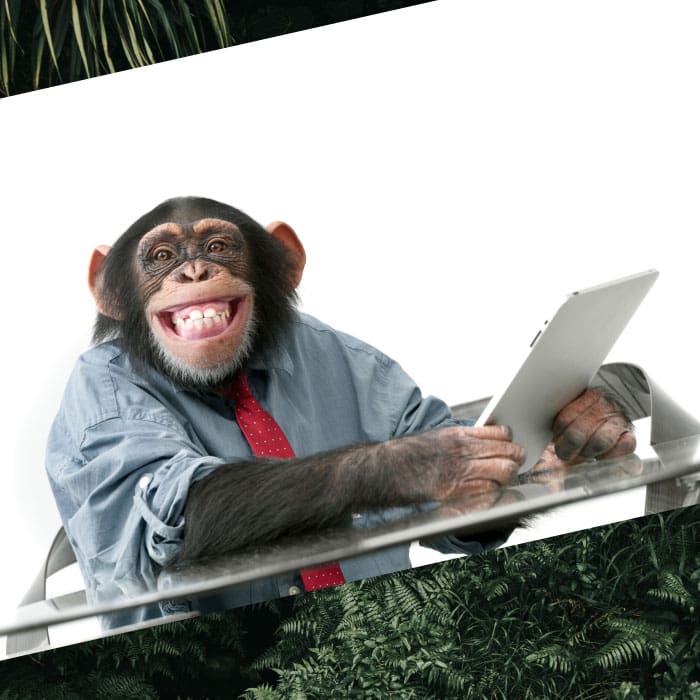 chimpancés hacen zoom para comunicarse entre ellos y hacerse compañía