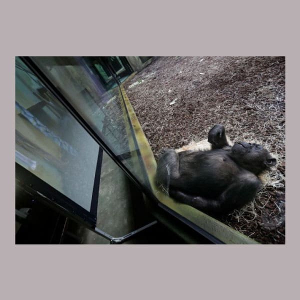 chimpancés que hacen zoom para comunicarse entre ellos y hacerse compañía