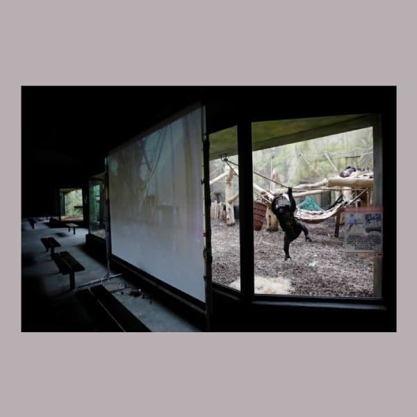 chimpancés hacen videollamadas para comunicarse entre ellos y hacerse compañía