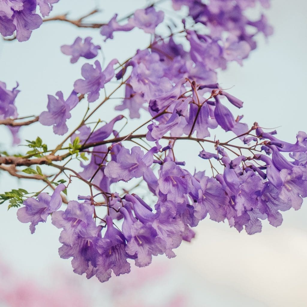 Flor de jacaranda cómo es 