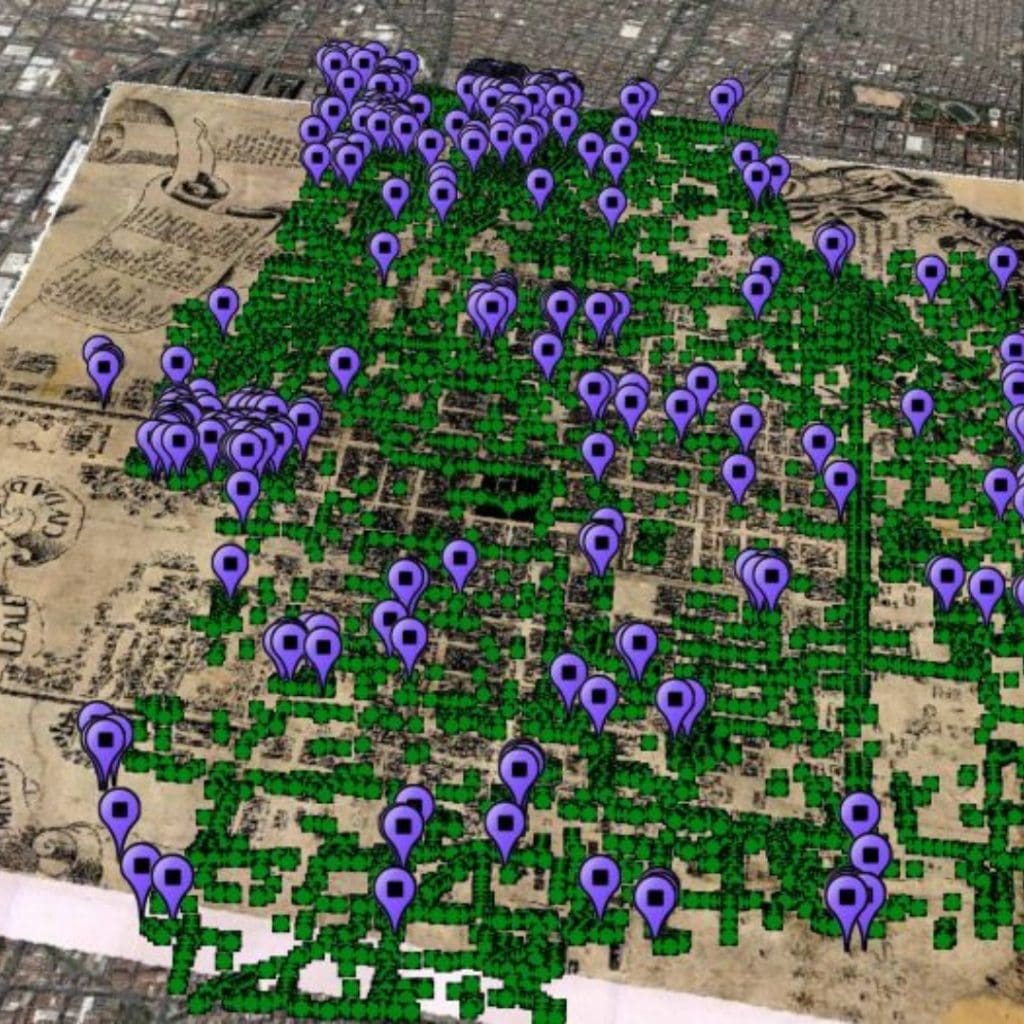 Google Earth localización de jacarandas