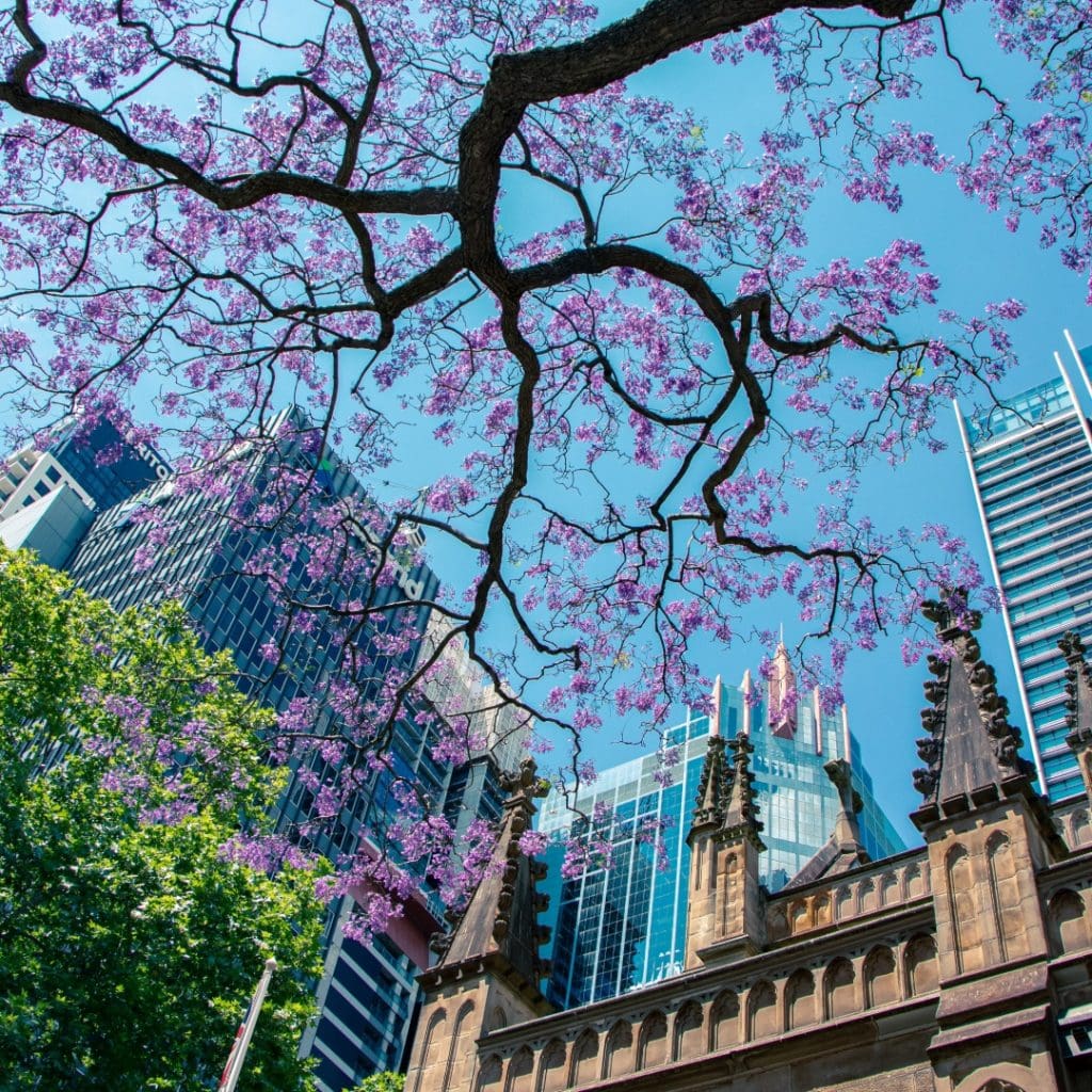 Ciudad de méxico primavera jacarandas 