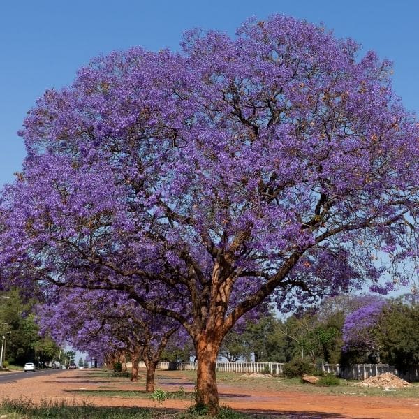 Las jacarandas simulan un paraguas al crecer 