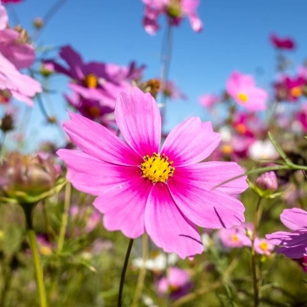 Flores rosas jardín Estados Unidos 