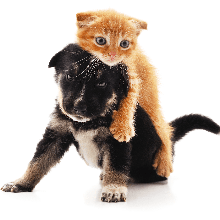 mapa preferencia perros gatos budget direct