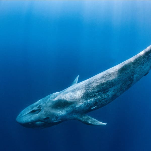 ballena azul