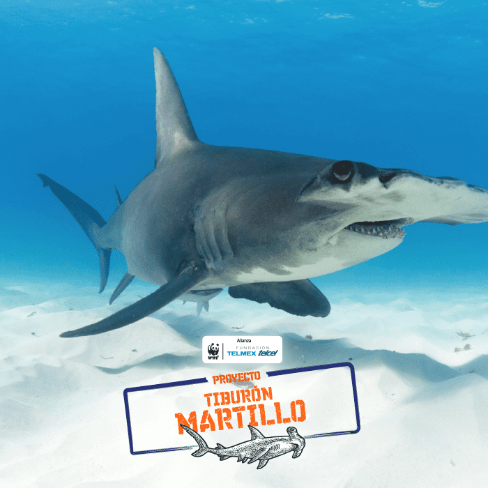tiburon martillo