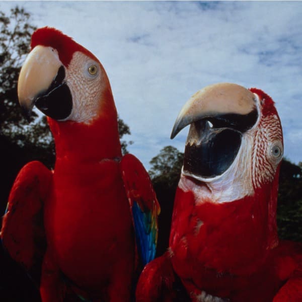 proyecto de guacamaya roja