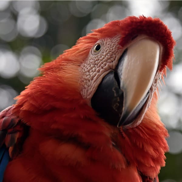 Juntos por la conservación del Guacamaya roja