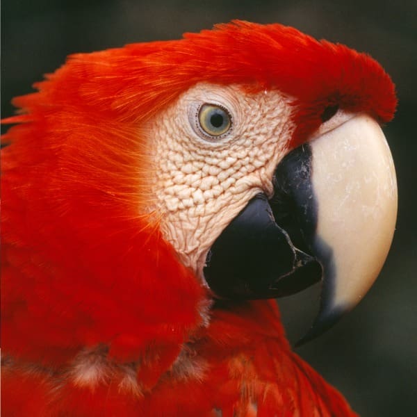 cómo participar en el proyecto guacamaya roja