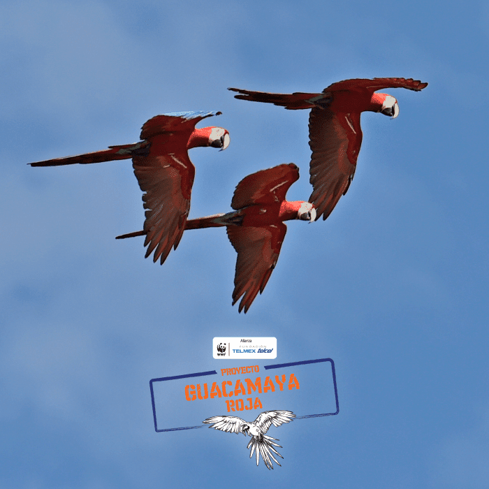 proyecto de guacamaya roja de Alianza WWF-Fundación Telmex Telcel