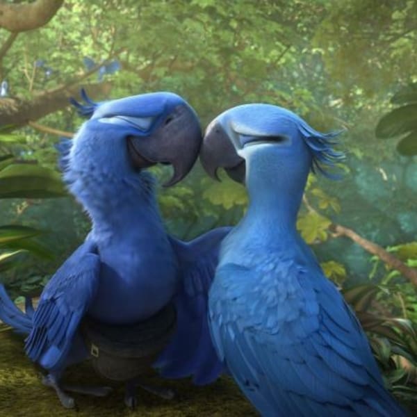 Río, Blue y Perla, los últimos guacamayos azules del planeta.- Blog Hola Telcel 