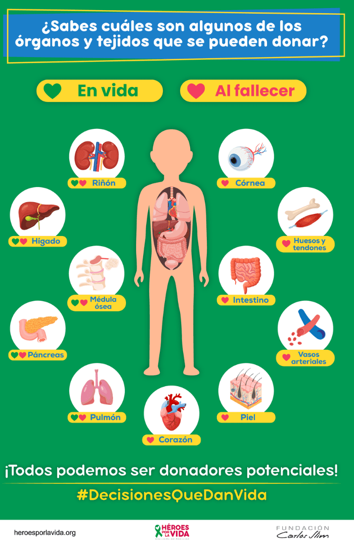 ¿Qué organos puedes donar - Blog Hola Telcel
