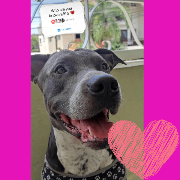 Usuarios de Instagram compartieron a sus mascotas con la etiqueta 'Who are you in love with' - Blog Hola Telcel