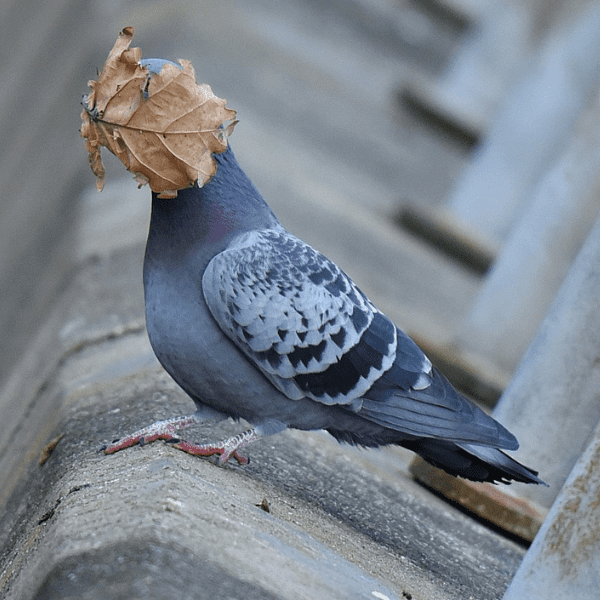 La foto de la paloma ganó por el público - Blog Hola Telcel