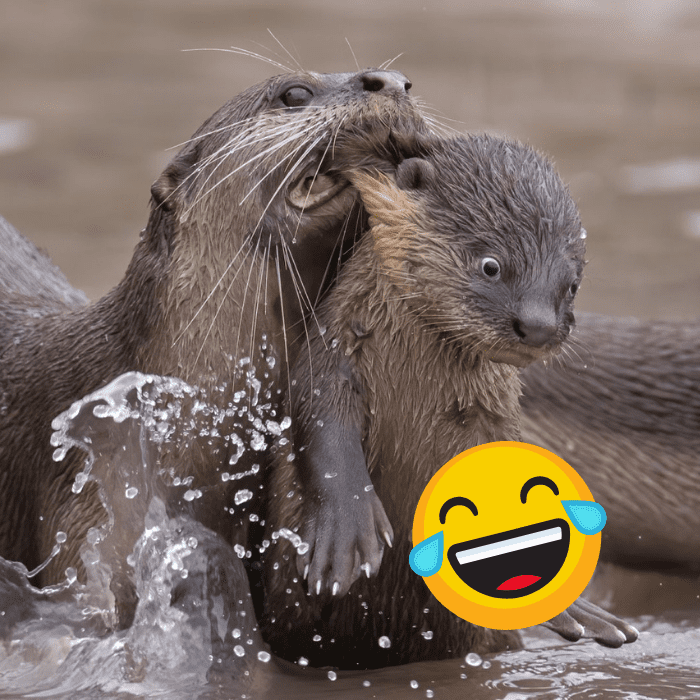 Las fotos graciosas ganadoras de The Comedy Wildlife - Blog Hola Telcel