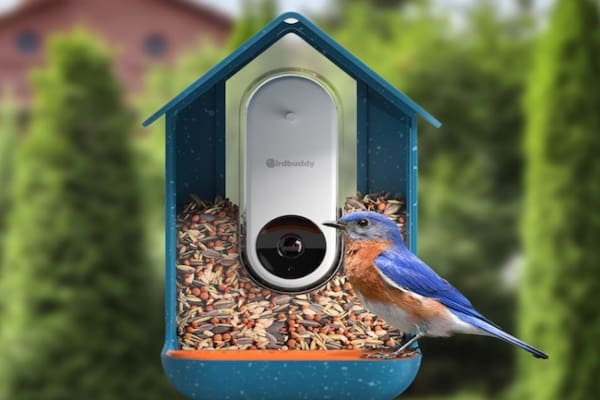 Bird Buddy reconoce hasta mil especies diferentes de aves.- Blog Hola Telcel 