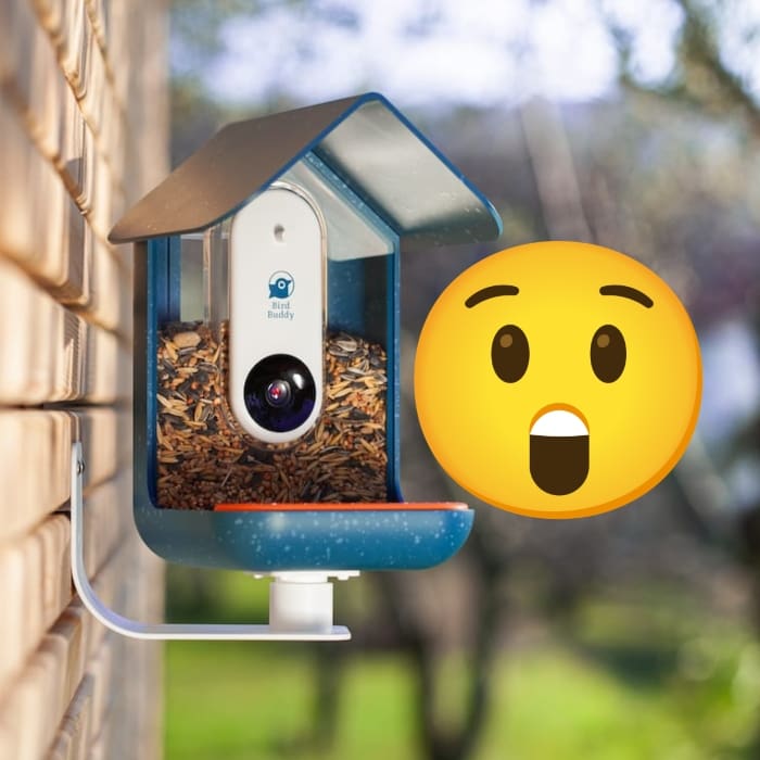 Conoce Bird Buddy, ¡el primer bebedero inteligente para aves del CES 2022!- Blog Hola Telcel