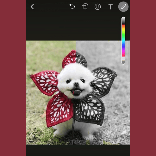 Con este truco de WhatsApp puedes cambiar tus fotos a blanco y negro - Blog Hola Telcel