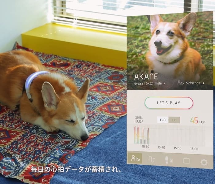 Inupathy, el collar para perros inteligente, se vincula con una app para recibir notificaciones.- Blog Hola Telcel 