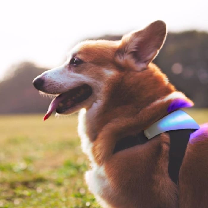 Perrito corgi con el nuevo collar para perros que detecta sus emociones, presentado en el CES 2022.- Blog Hola Telcel 