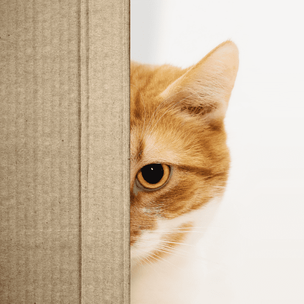 Copy Cat es el primer ejemplar felino en ser clonado con éxito.-Blog Hola Telcel