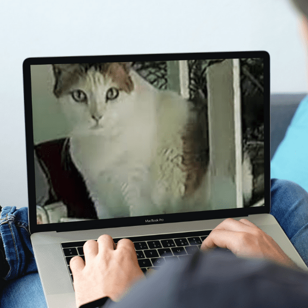 Granpa y Creme Puff: los gatos más longevos de la historia, quiénes fueron alimentados con una dieta casi de humano.-Blog Hola Telcel