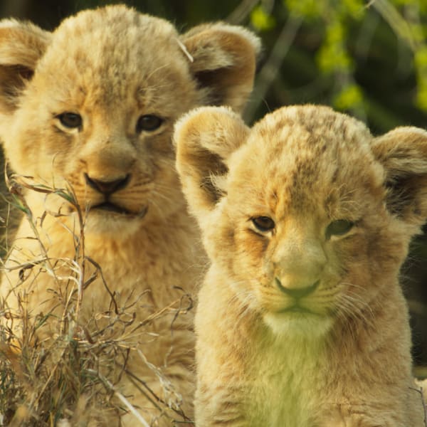 Animales bebés es uno de los documentales que llega a Netflix en mayo 2022 - Blog Hola Telcel