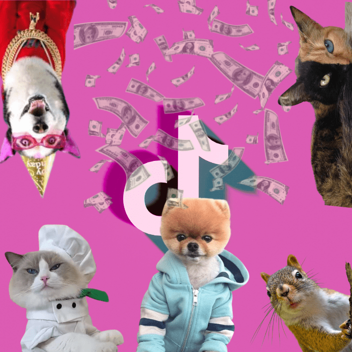 Estos son los animalitos que más ganan en TikTok.-Blog Hola Telcel