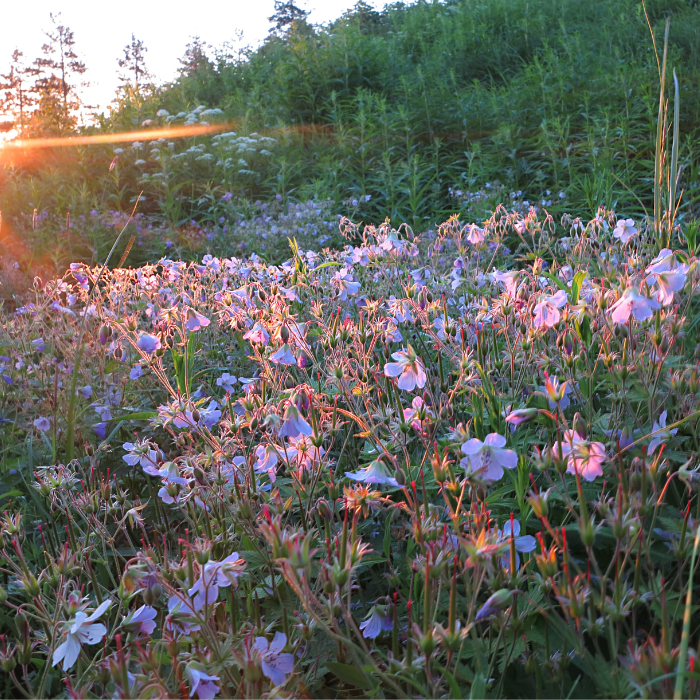 En Midsommar el terror no espera a la noche, pues lo peor sucede durante el día.- Blog Hola Telcel