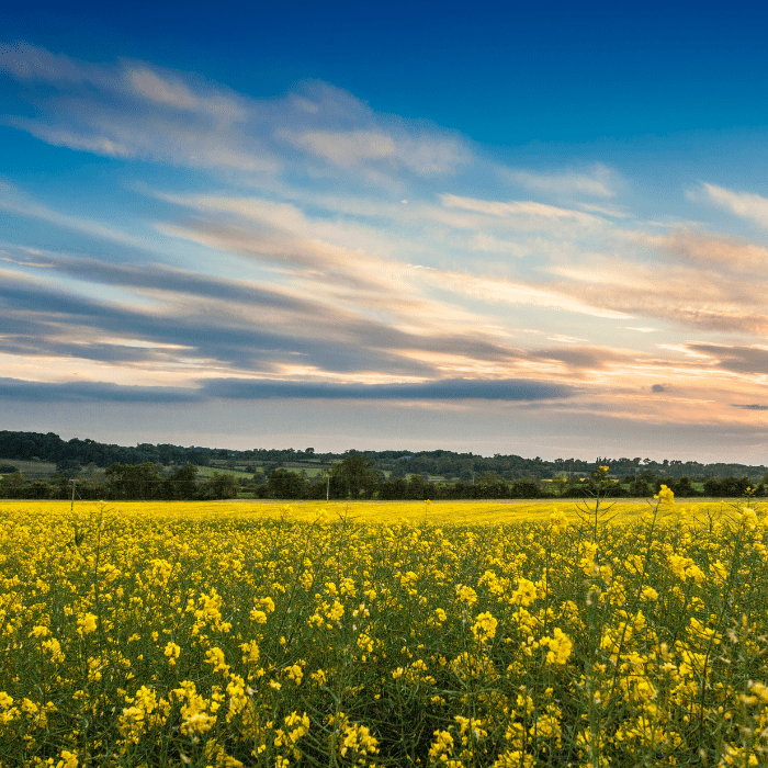 El solsticio de verano nos regala un día con más luz de lo usual porque el sol se encuentra más cerca del planeta.- Blog Hola Telcel