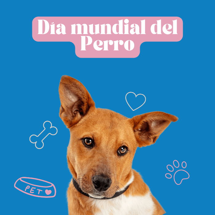 Día mundial del perro se celebra para incentivar la adopción.- Blog Hola Telcel