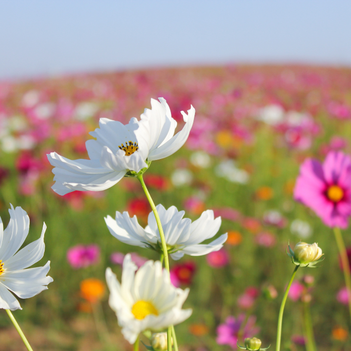 El festival de las flores llegará a CDMX al final del año de la mano de la fundación telmex telcel y la alianza wwf.- Blog Hola Telcel