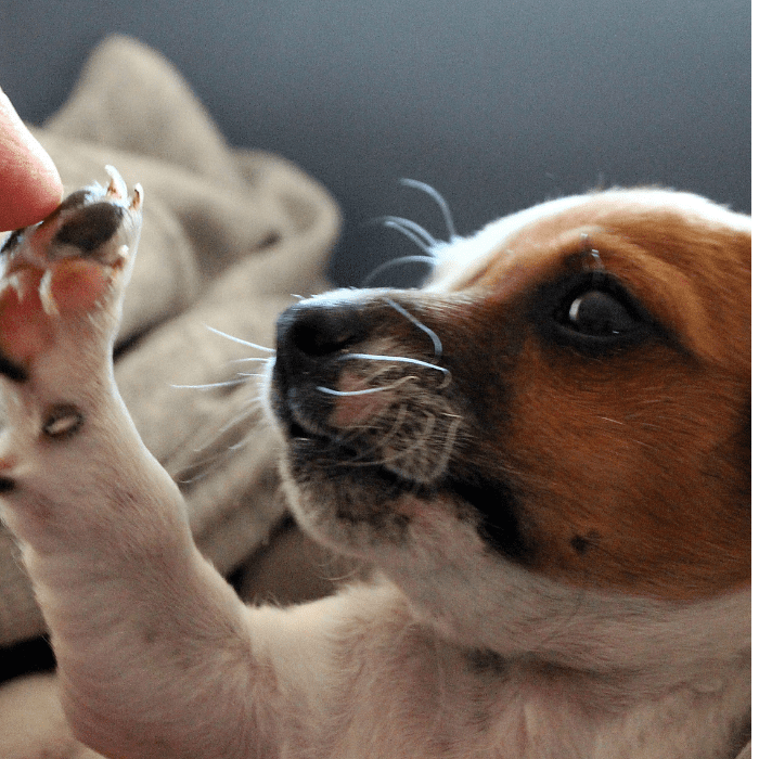 Conoce las mejores fotos de perritos y conmuévete con las historias.- Blog Hola Telcel